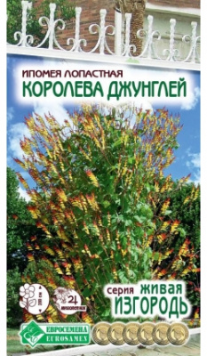 Ипомея Королева Джунглей
