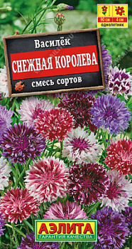 Василек снежная королева
