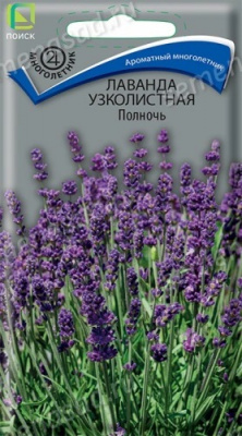 Лаванда узколистная Полночь