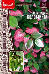 Актинидия Коломикта