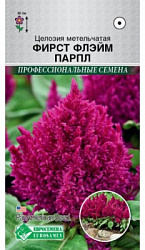 Целозия фирст