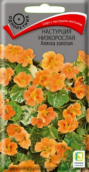 nastrucia_nizkorosl_alyaska_zolotaya