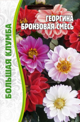 Георгина бронзовая