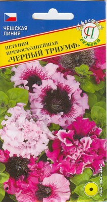 Петуния Черный триумф