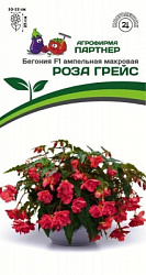 Бегония роза грейс