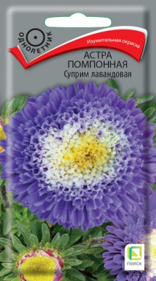 astra_pomponnaya_suprim_lavandovaya
