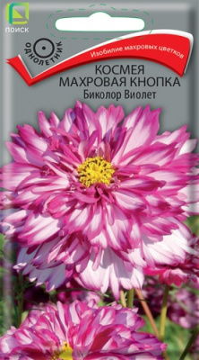 kosmeya_makhrovaya_knopka_bikolor_violet