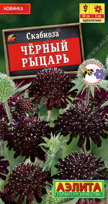 Скабиоза Черный Рыцарь