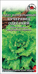 Салат кучерявец одесский