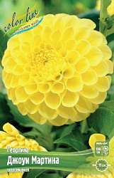 Dahlia%20Jowey%20Martina 1