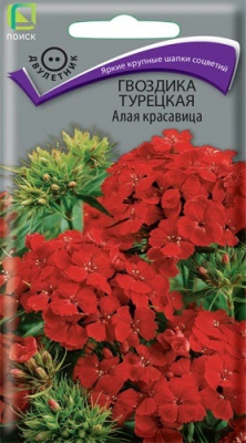 Гвоздика Турецкая Алая красавица