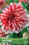 Dahlia Santa Claus Dahlia Santa Claus