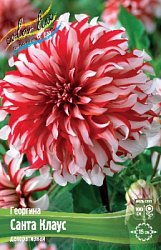 Dahlia Santa Claus