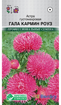 Астра Гала Кармин Роуз