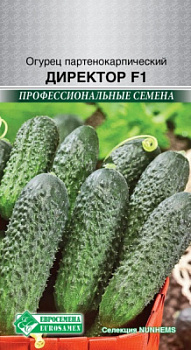 Огурец партенокарпик Директор
