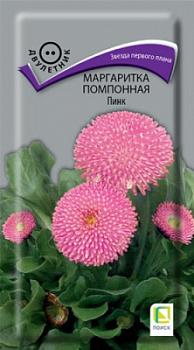 margaritka_pomponnaya_pink