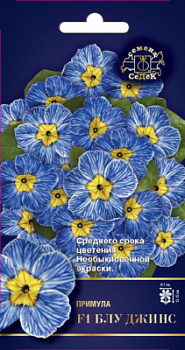primula_blu_dzhins_f1_besstebelnaya
