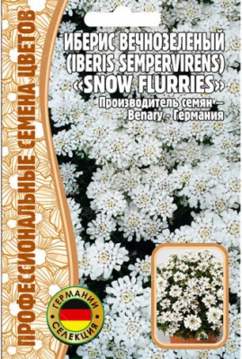iberis_vechnozelenyj_iberis_sempervirens_snow_flurries-500x500