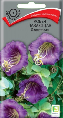 kobeya_laza_fioletovaya