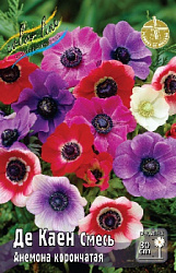Anemone De Caen Mixed