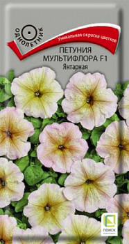 petunia_multiflora_f1_yantarnaya