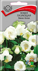 Кобея лазающая Винно-белая