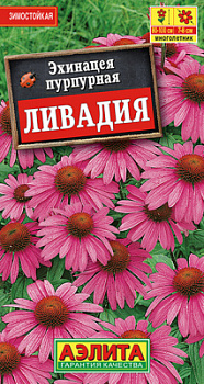 Эхинацея пурпурная Ливадия_ЦП