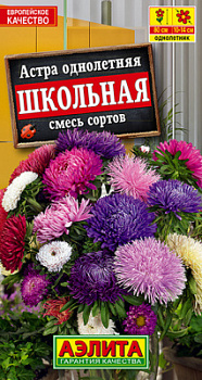 Астра Школьная, смесь сортов_ЦП