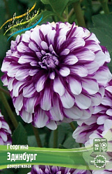 Dahlia Edinburgh