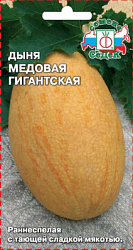 dynya_medovaya_gigantskaya