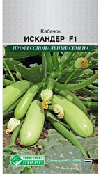 Кабачок искандер