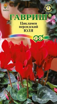 Цикламен Юля