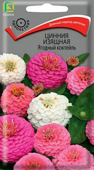 Цинния изящная Ягодный Коктейль