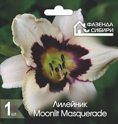 Лилейник Moonlit Masquerade