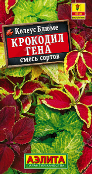 Колеус блюме Крокодил Гена