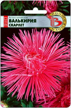 Астрав валькирия скарлет