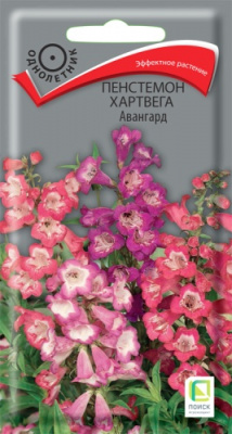 penstemon_hartvega_avangard