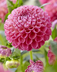 Dahlia Jowey Frambo