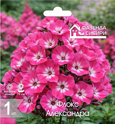 Флокс Александра