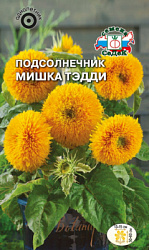 podsolnechnik_mishka_teddi