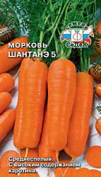 morkov_shantane_5