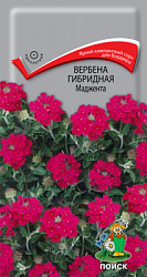 Вербена маджента