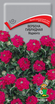 Вербена маджента