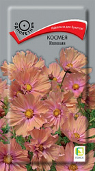 kosmeya_illyuziya
