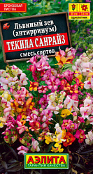 Львиный зев Текила санрайз