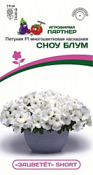 Петуния зацветет сноу блум