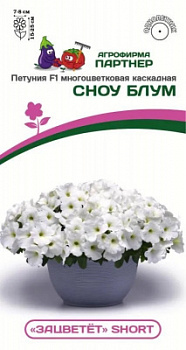 Петуния зацветет сноу блум