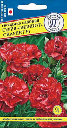 Гвоздика Скарлет