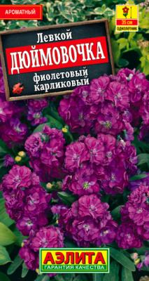 Левкой карликовый Дюймовочка фиолетовый_ЦП