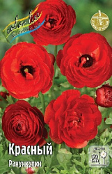 Ranunculus%20Red 1